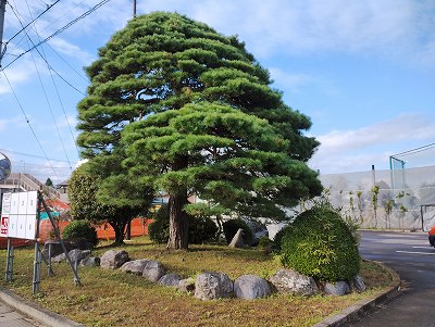 松の木1