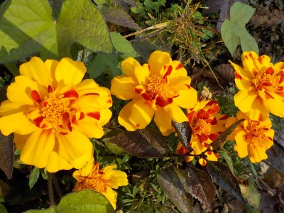 DSCN9724