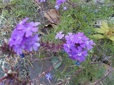 DSCN0130